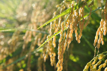 画像をギャラリービューアに読み込む, 【農家直送】令和6年産 兵庫県北部産 にじのきらめき 白米10kg|つきたての香りをご家庭で