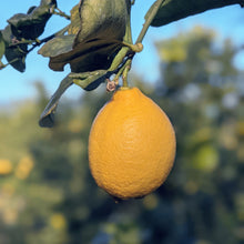 画像をギャラリービューアに読み込む, 理由あり瀬戸田レモン