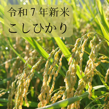 画像をギャラリービューアに読み込む, 【9月下旬発送】令和7年産 新米 兵庫県産コシヒカリ 白米5kg｜新米の香りを田んぼから直送
